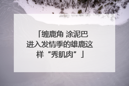 缠鹿角 涂泥巴 进入发情季的雄鹿这样“秀肌肉”